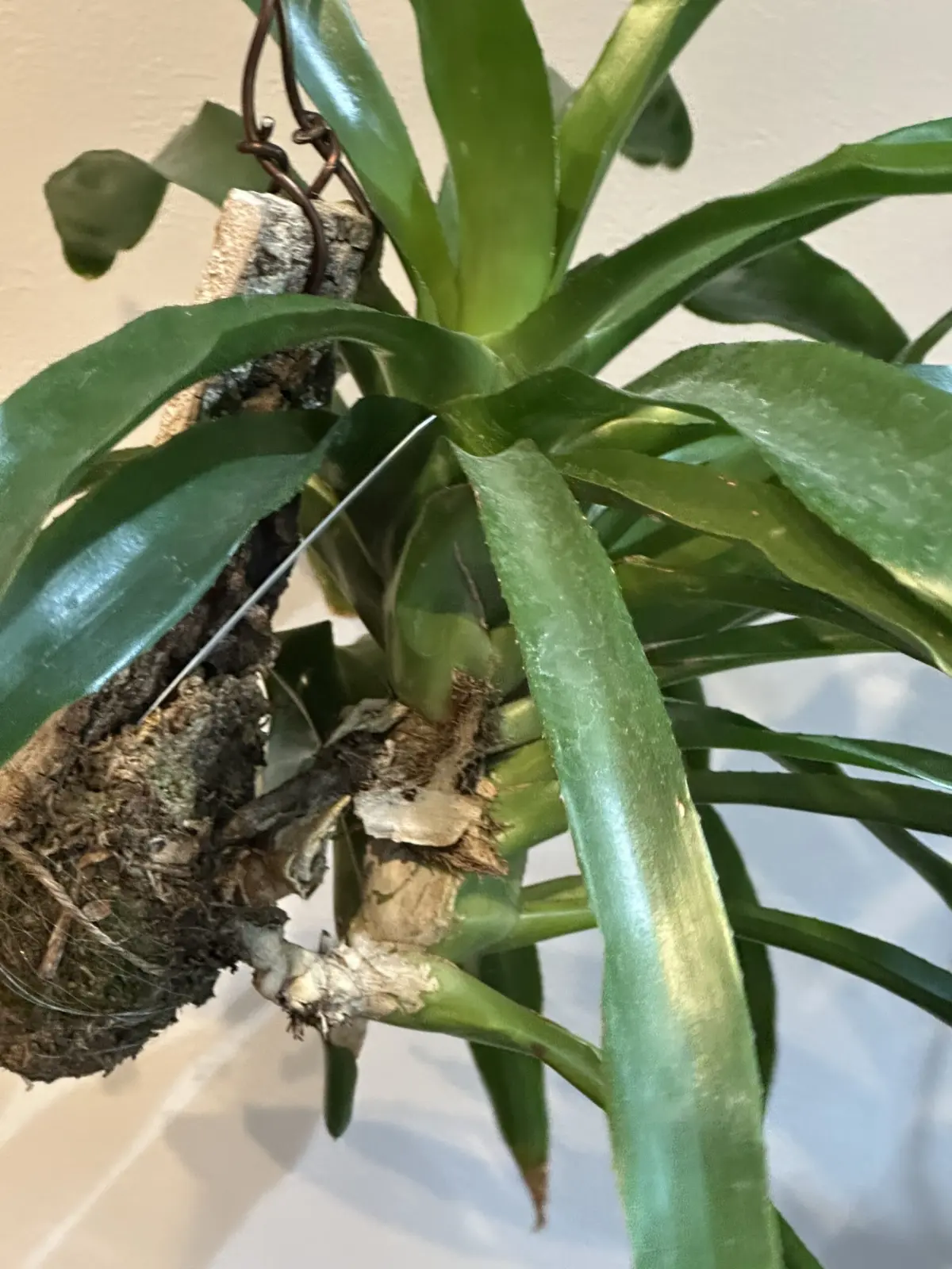 ネオレゲリア　グラナダ