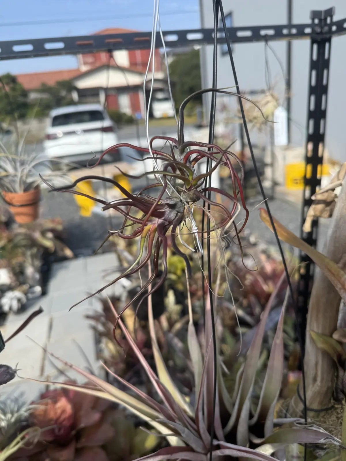 ティランジア ブルボーサ