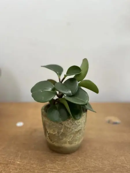 ペペロミア オブトゥシフォリア 100均