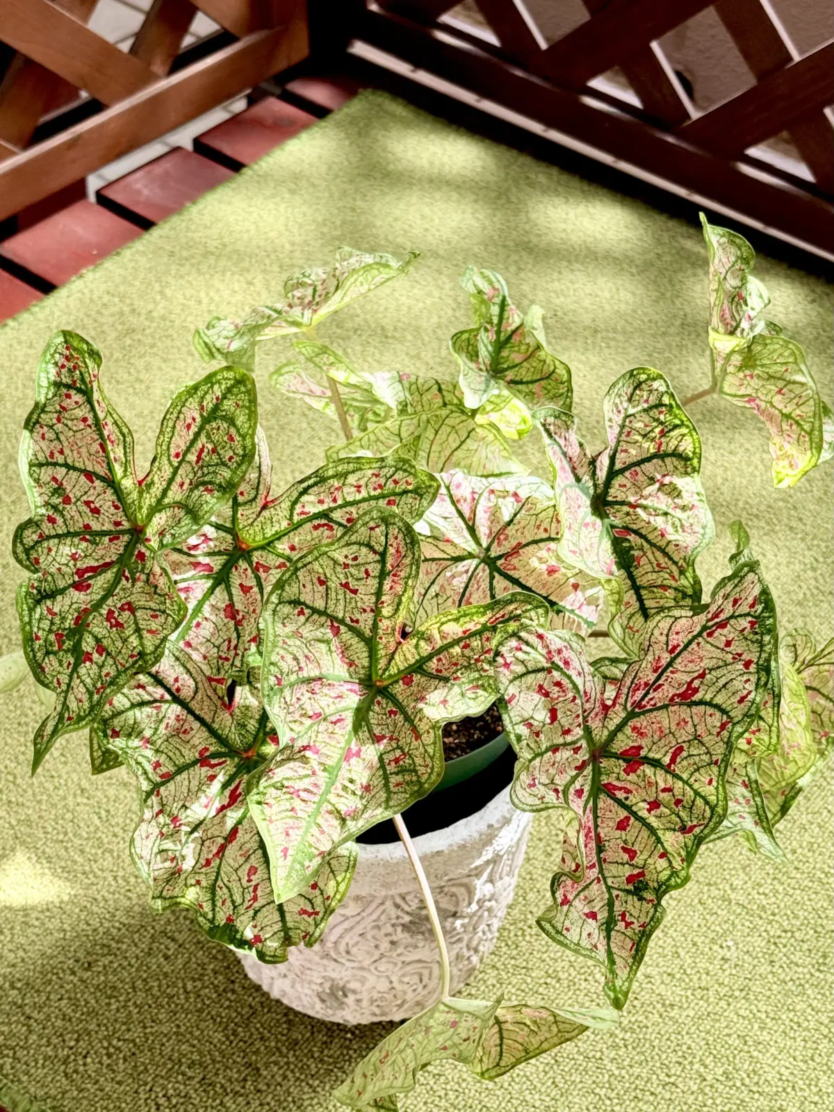 カラジウム　スプラッシュオブワイン　①