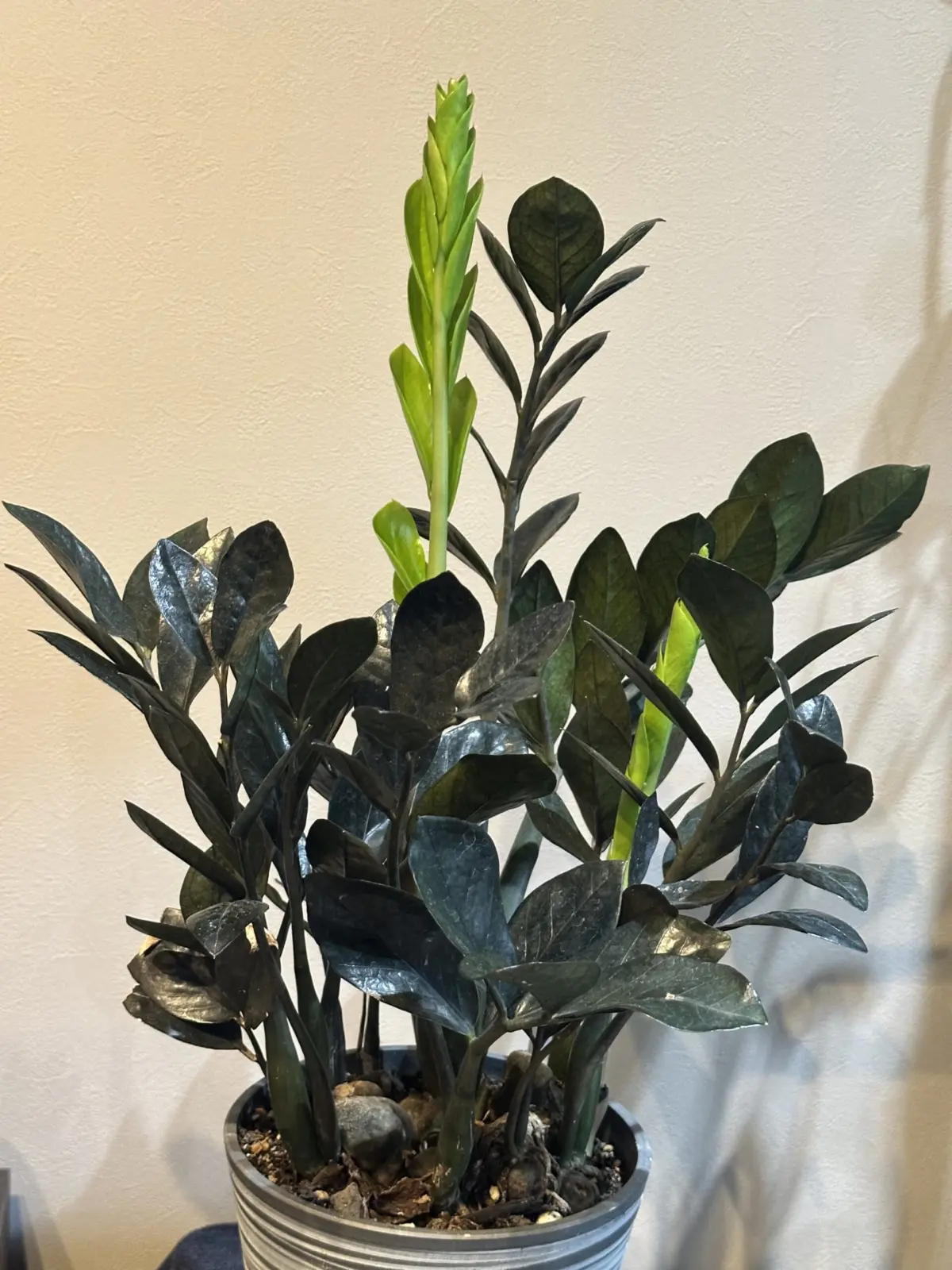 ザミオクルカス – Plants Navi