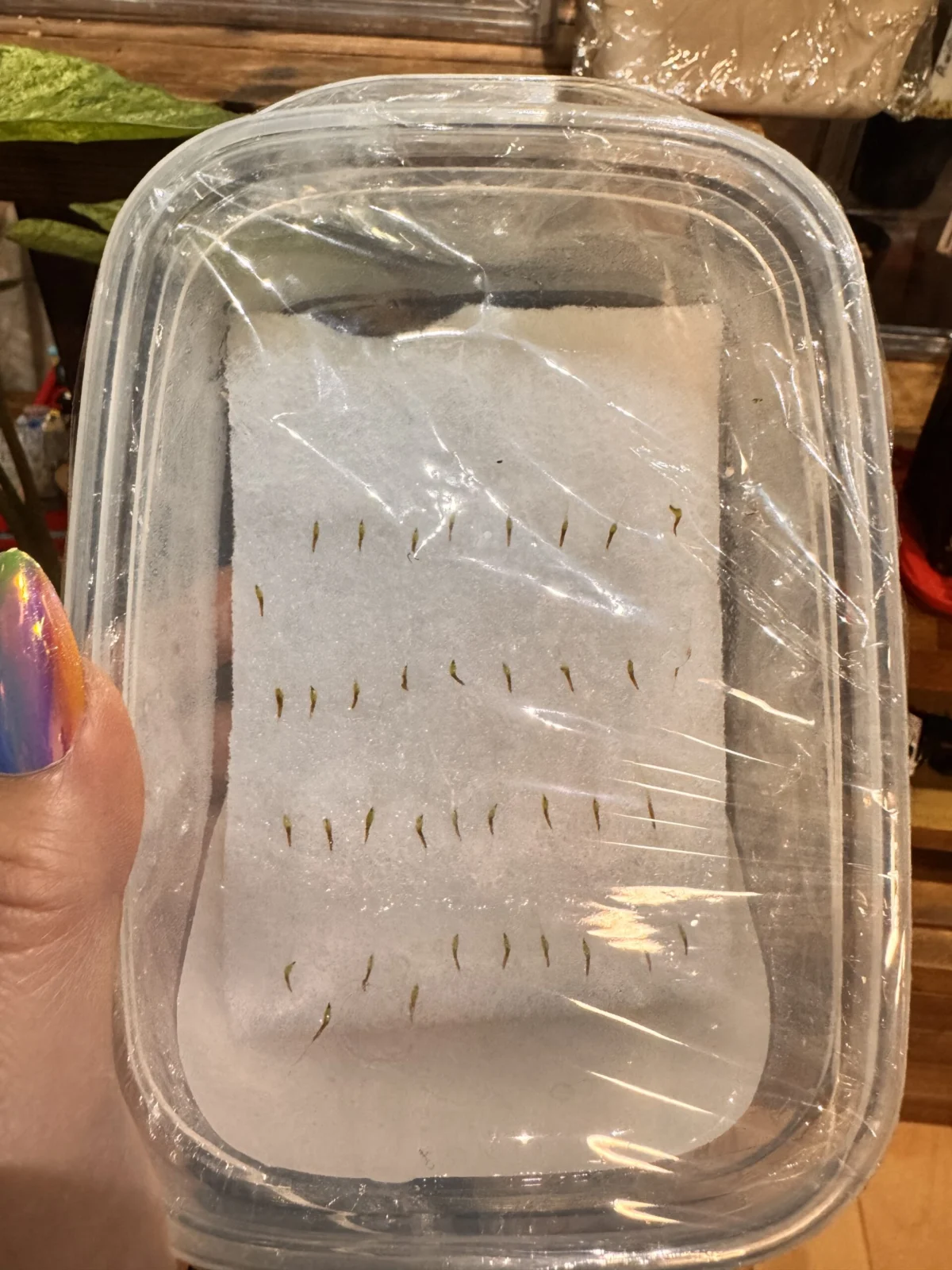 ティランジア　アンドレアナと何か　種蒔き　経過観察