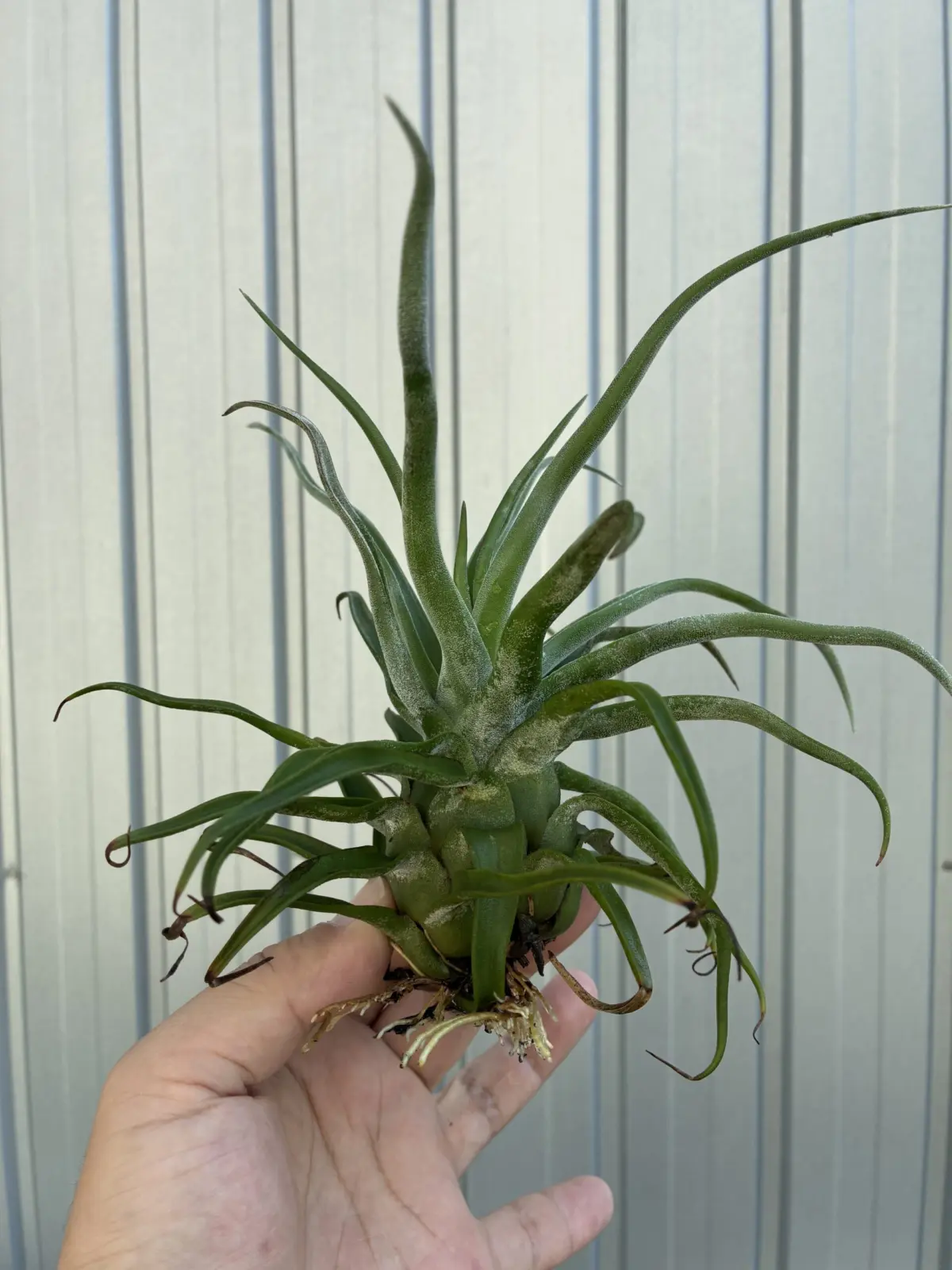 ティランジア　ストレプトフィラ