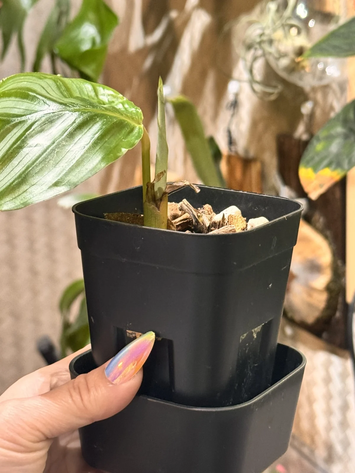 カラテア オルビフォリア 復活