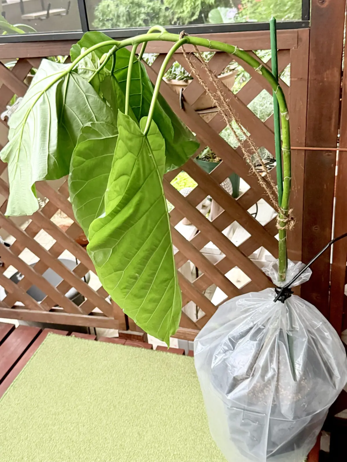 フィカス　ウンベラータ