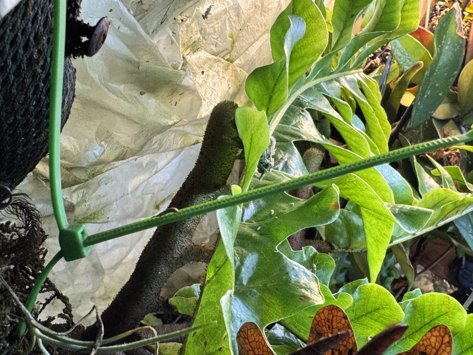 ドリナリア　コルヌコピア