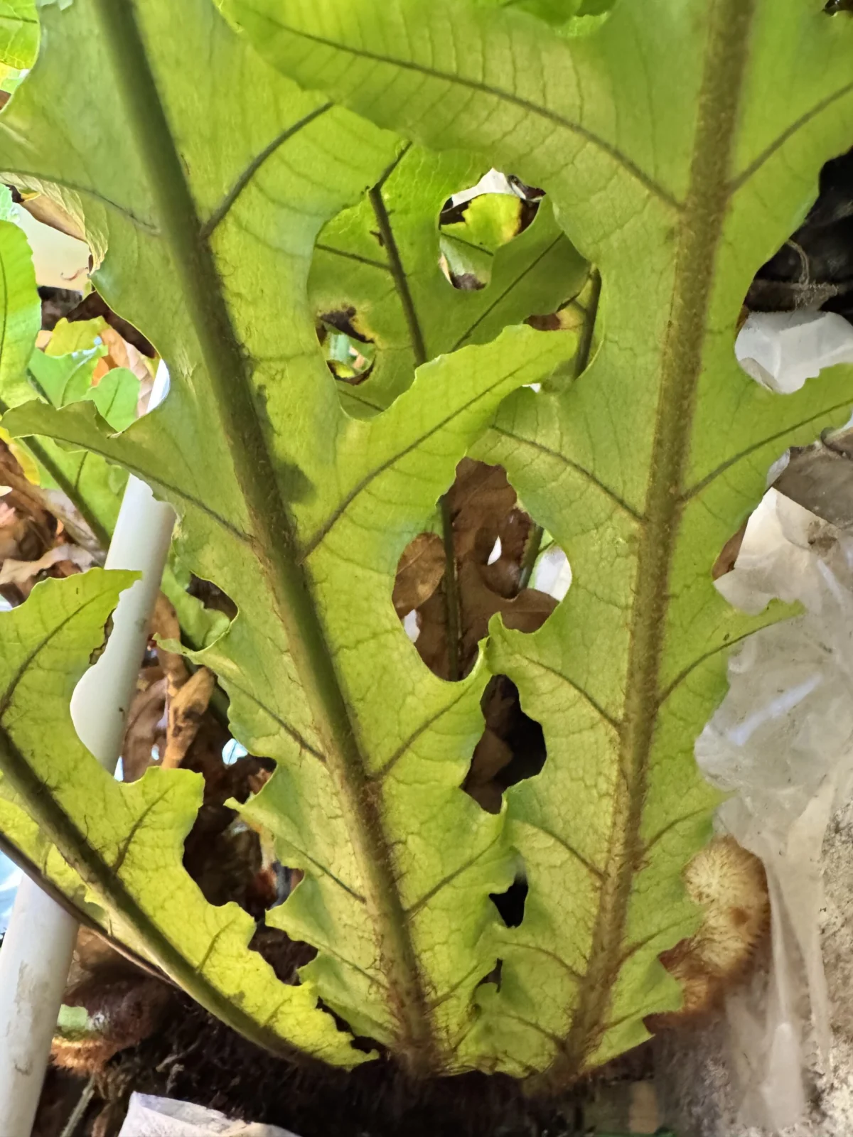 ドリナリア　スプレンデンス