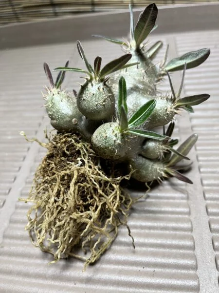 パキポディウム グラキリス 実生 植替え 根