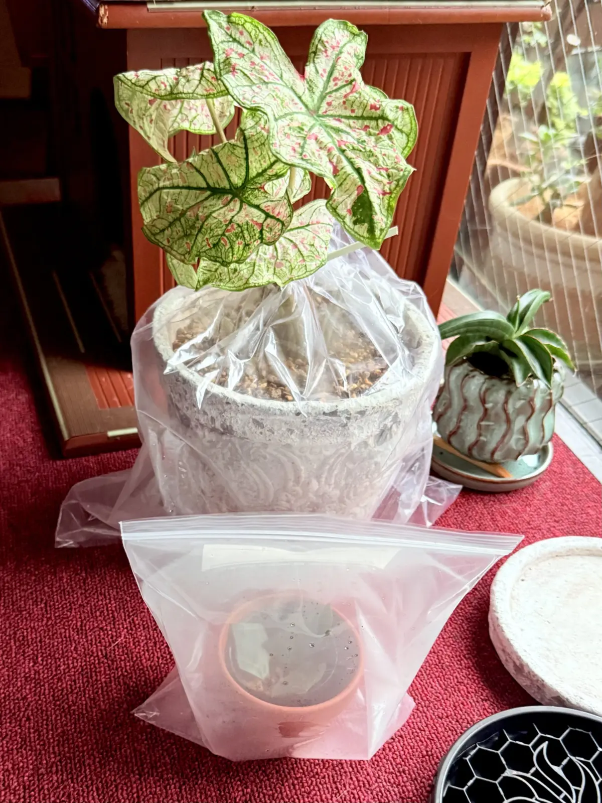 カラジウム　スプラッシュオブワイン　②　鉢密閉