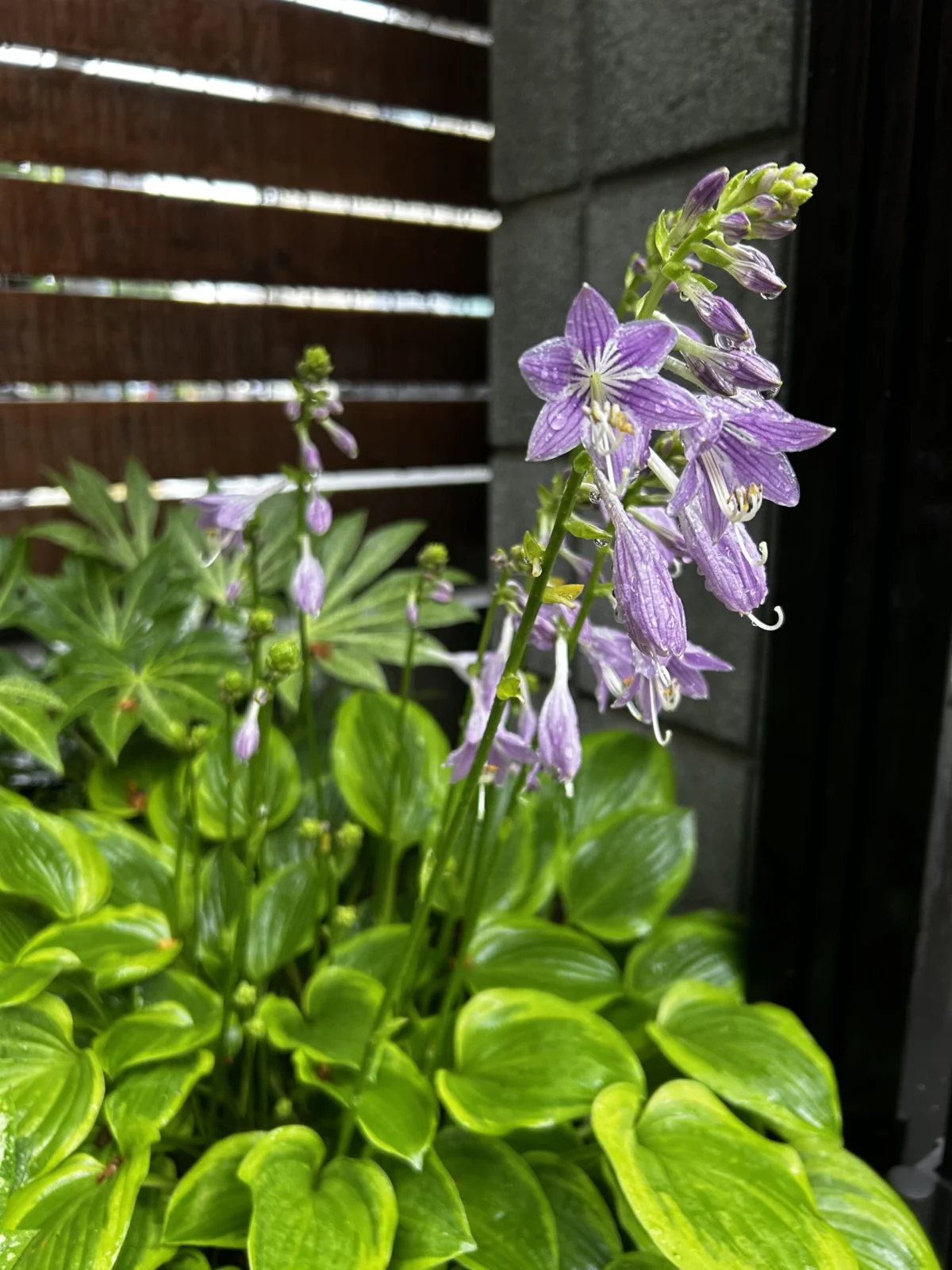 ホスタ　ゴールデンティアラ