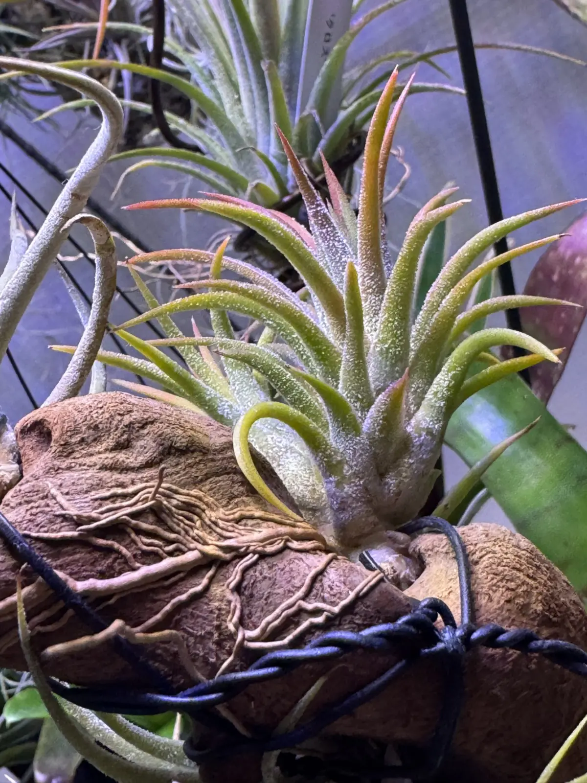 ティランジア 流木付け 根っこ 横