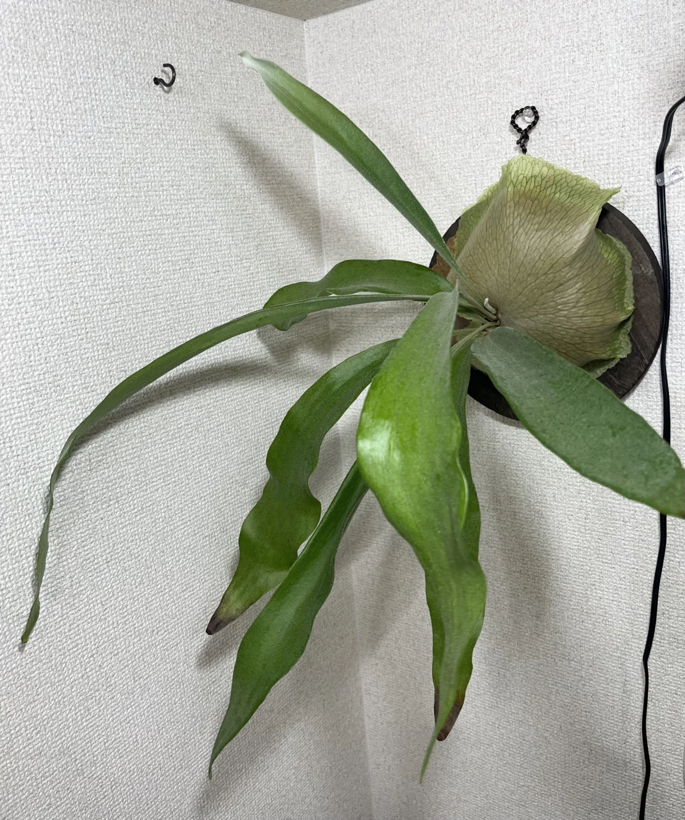 ビカクシダ　ネザーランド　