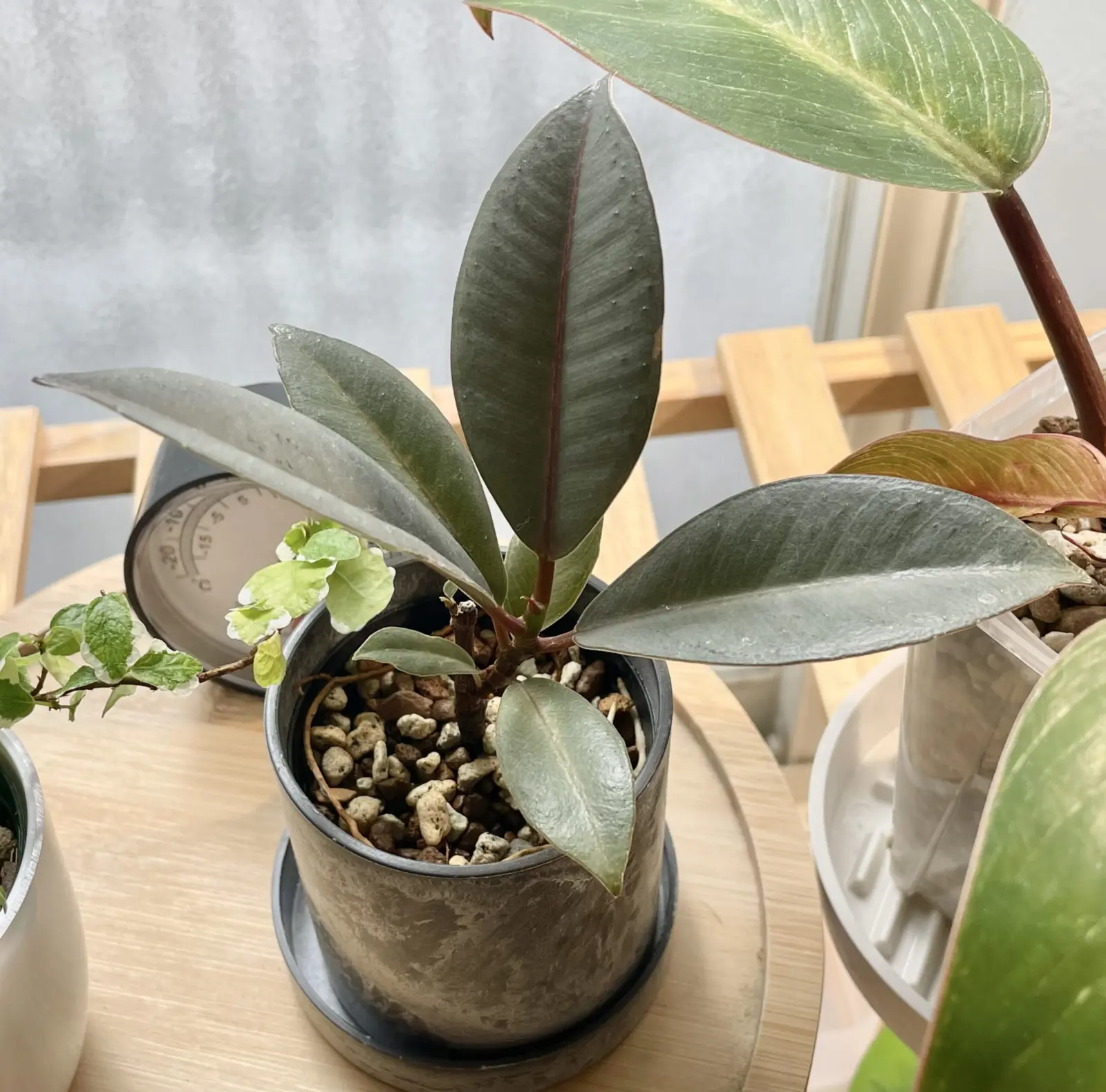 フィカス ブルールビー