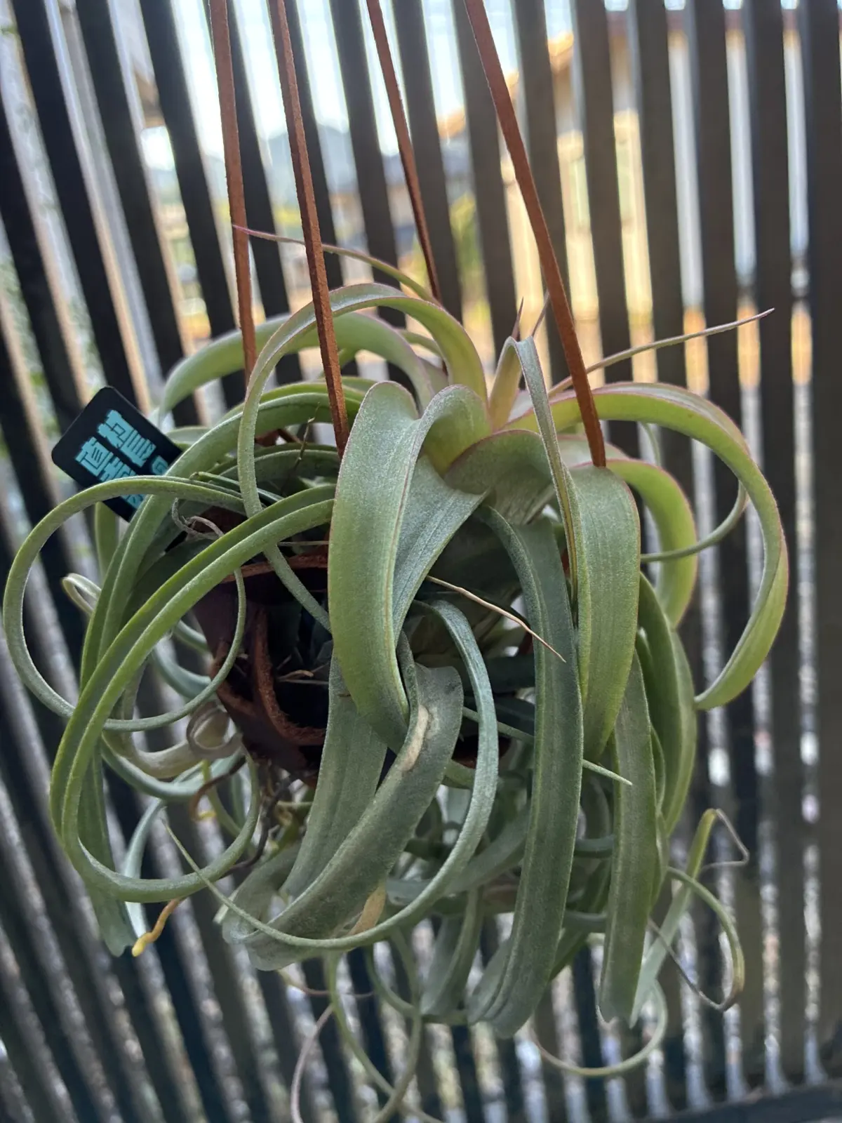 ティランジア　エリサ