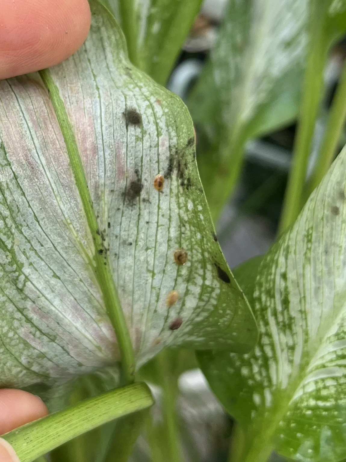 球根植物 カラー フローズンクイーン 害虫 ヒラタカタカイガラムシ 病気 すす病