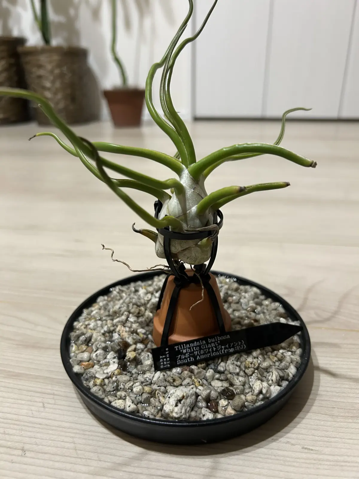 ブルボーサ　ホワイトジャイアント