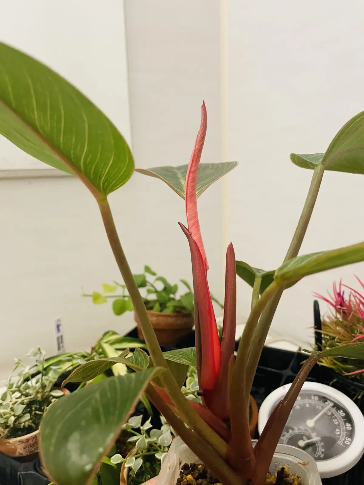 フィロデンドロン　ピンクバーキン　新芽