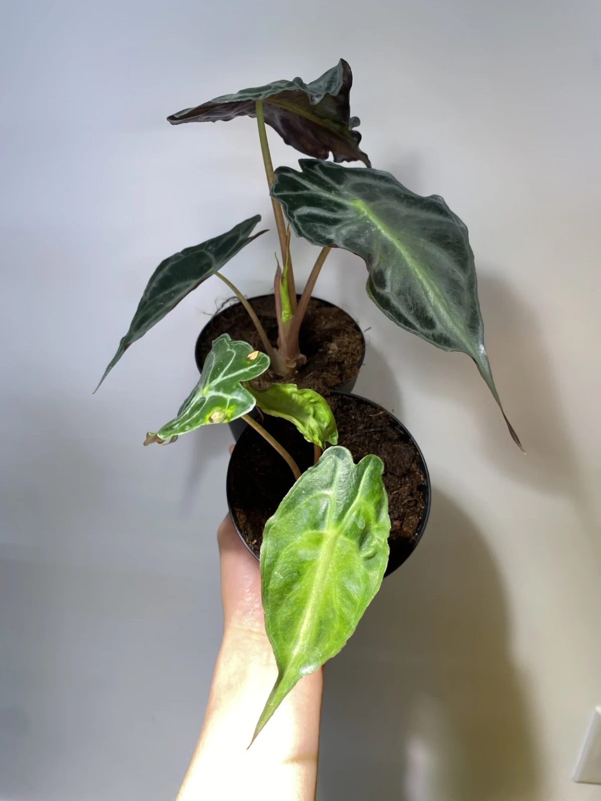 アロカシア・ヴェノム（斑入り？）