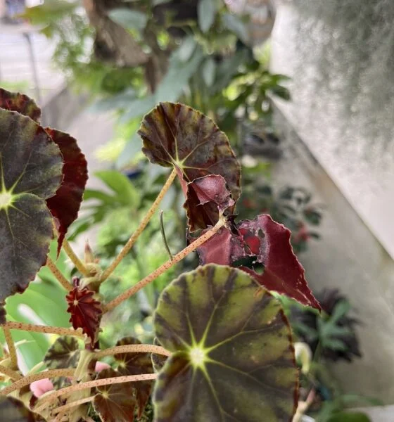 ベゴニア　ニグリカンス　害虫