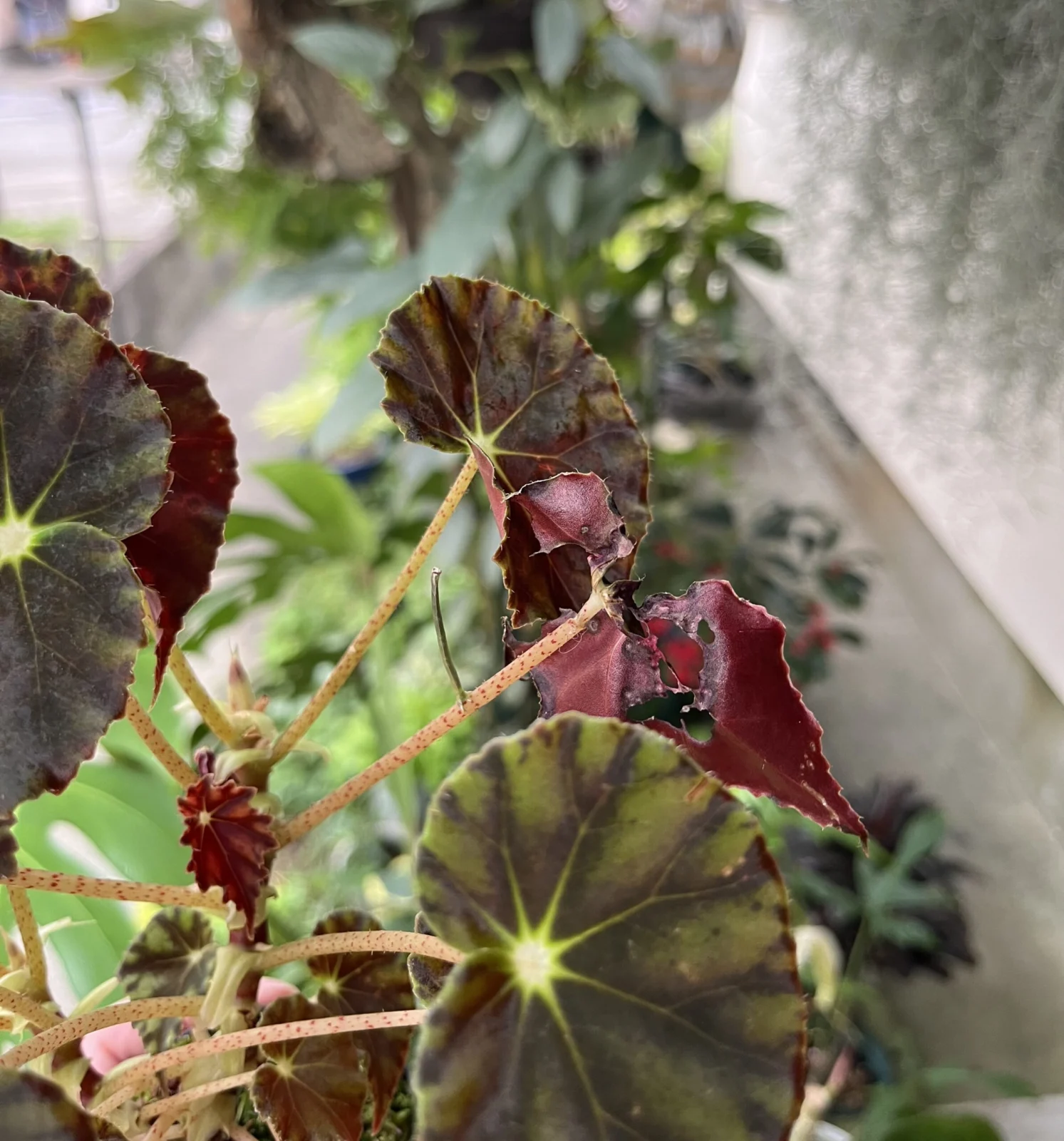 ベゴニア　ニグリカンス　害虫