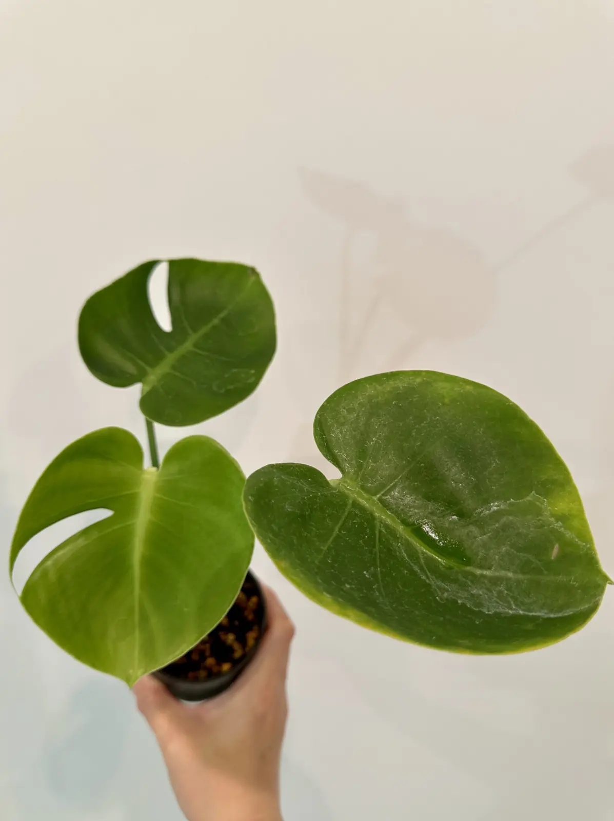 モンステラ　福助