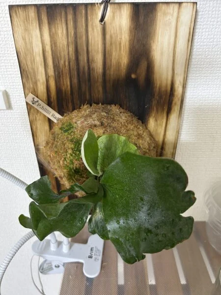 ビカクシダ ヒリー ライジン