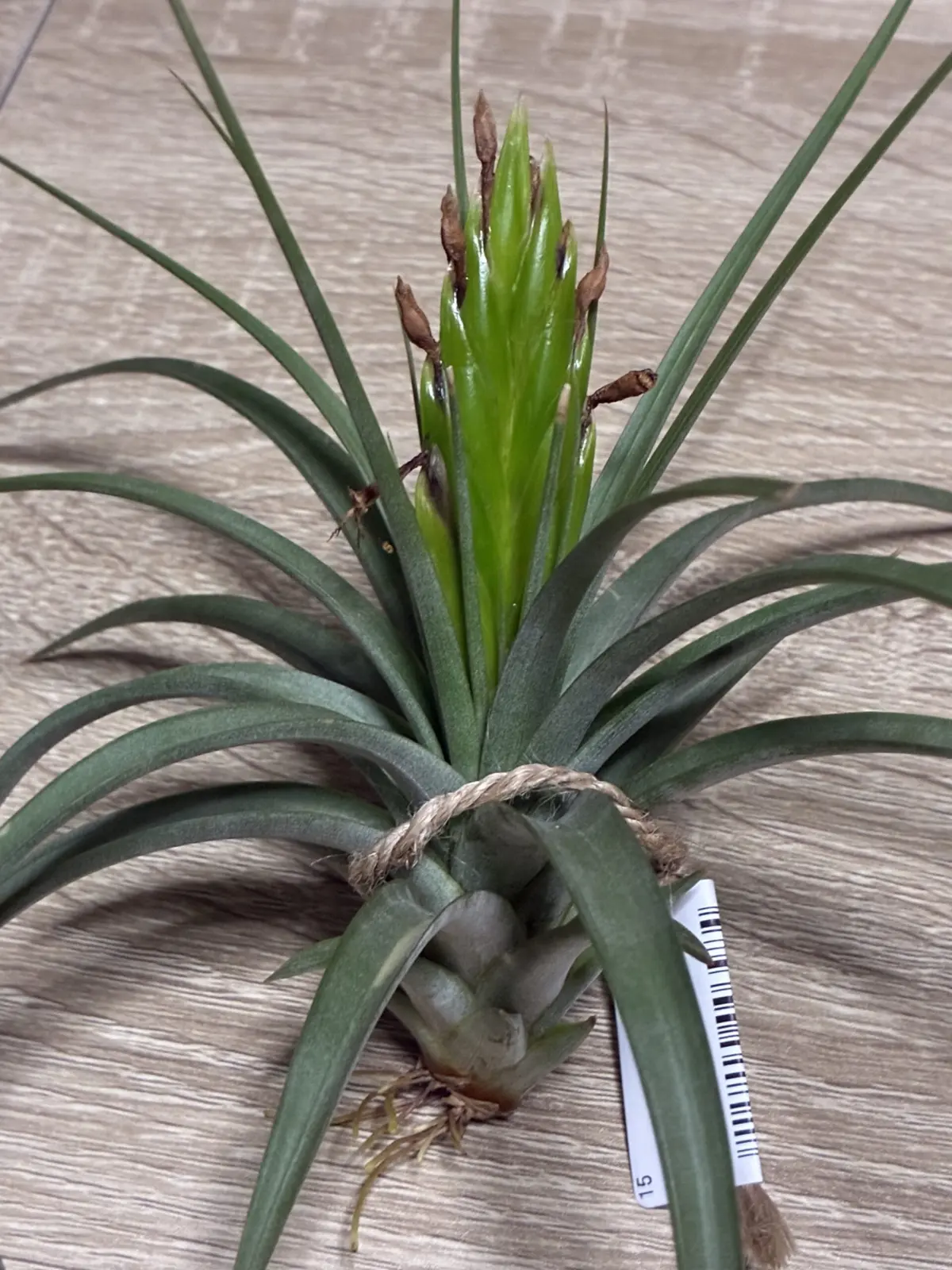 ティランジア　コンコロール