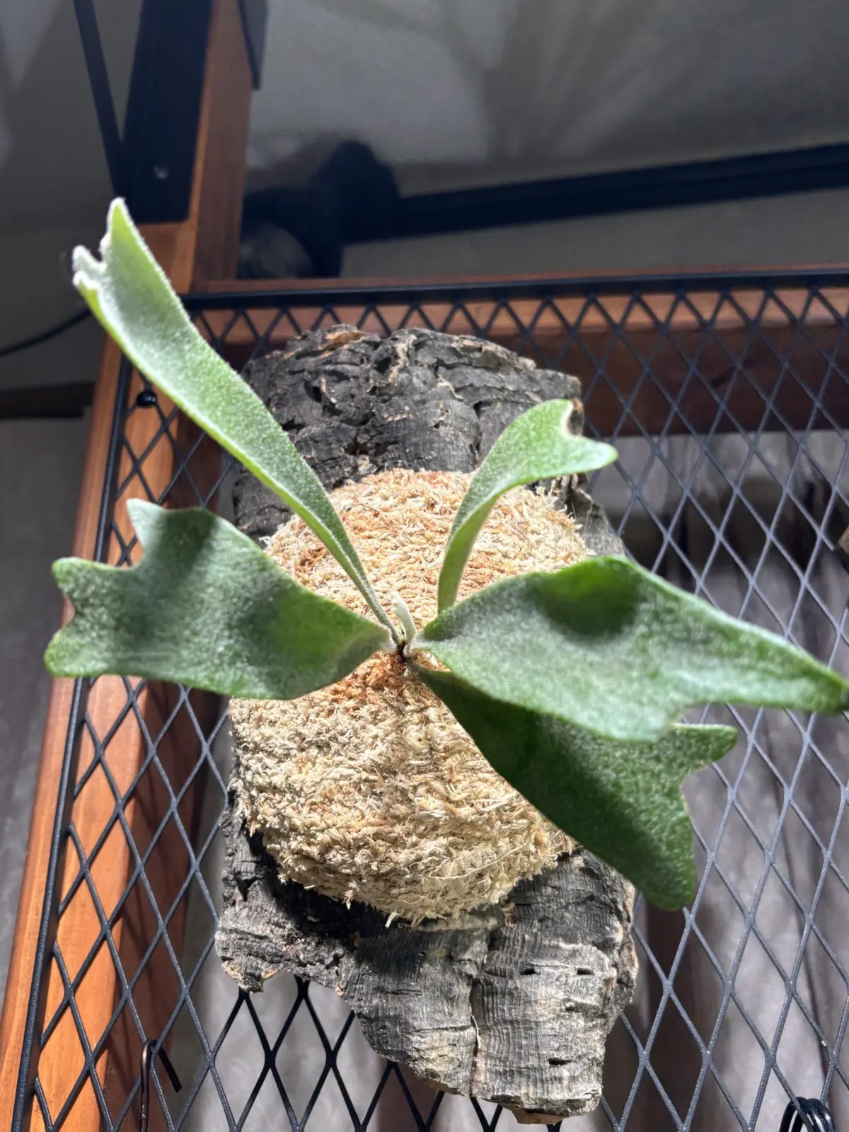 ビカクシダ　ポップソーダ