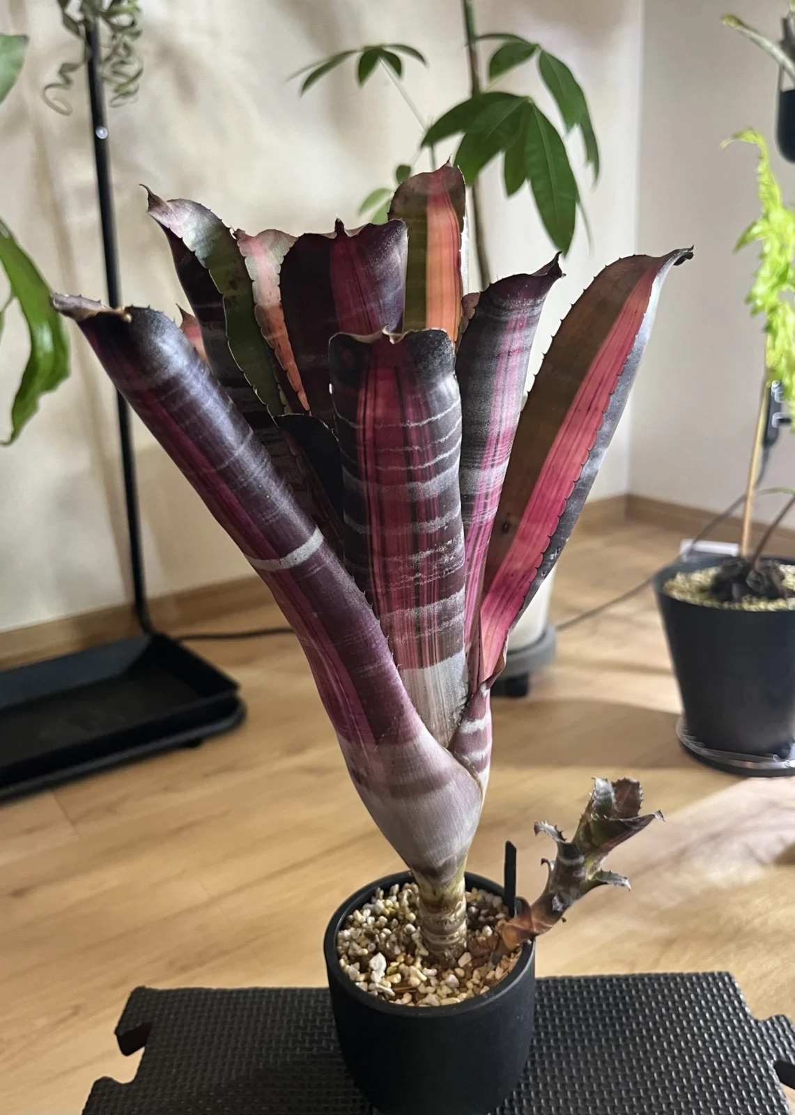 エクメア　ロベルトメネスカル