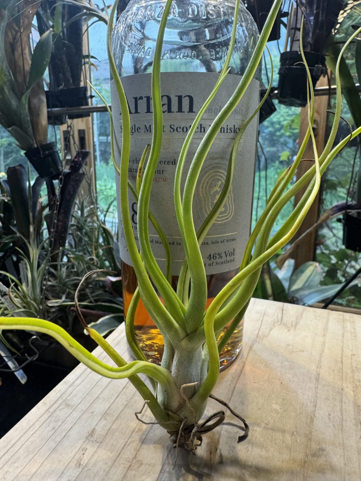 チランジア　ショータイム　斑入り