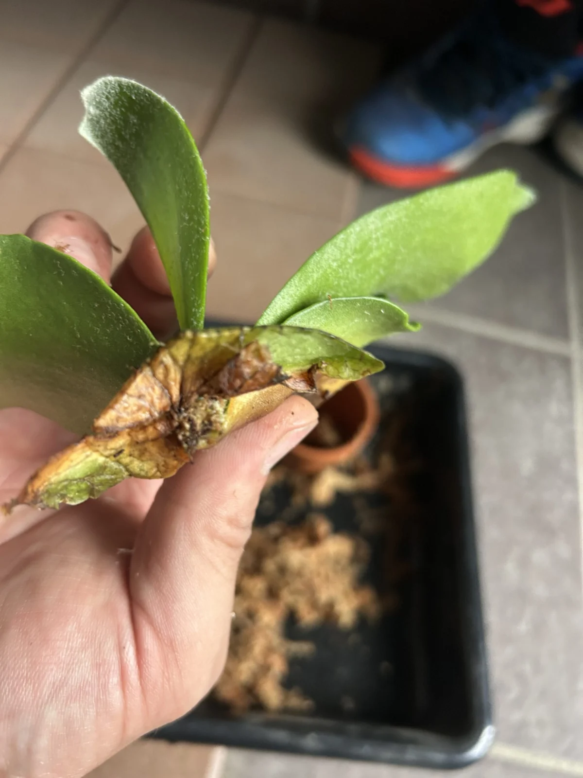 ビカクシダ　ネザーランド