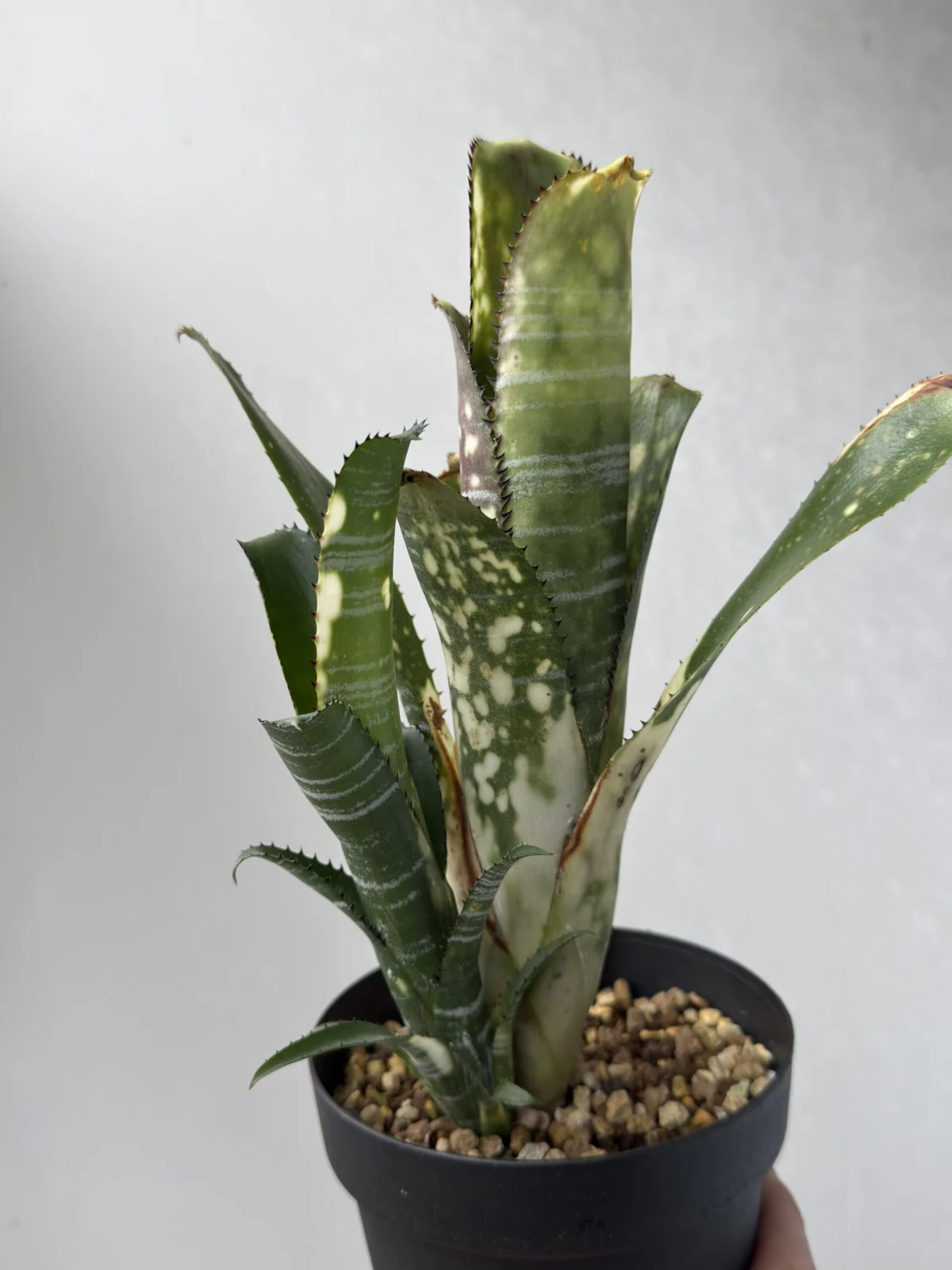 ビルベルギア ドミンゴスマルティンス × ブックホルツィー