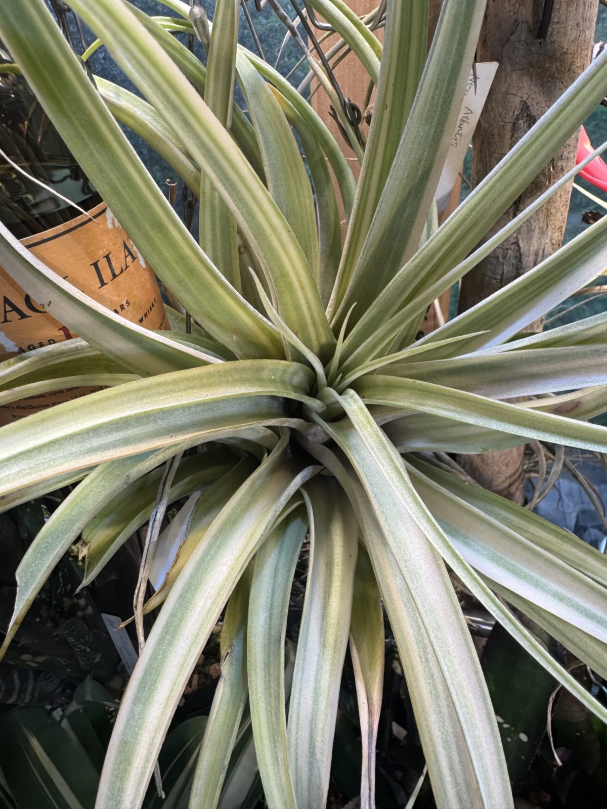 チランジア　デボラアン