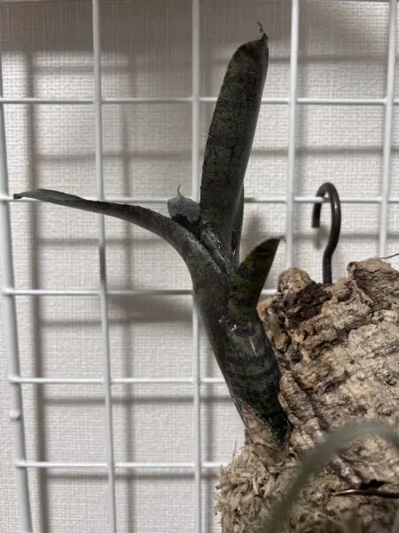 ネオレゲリア アンプラセア レッドスポット
