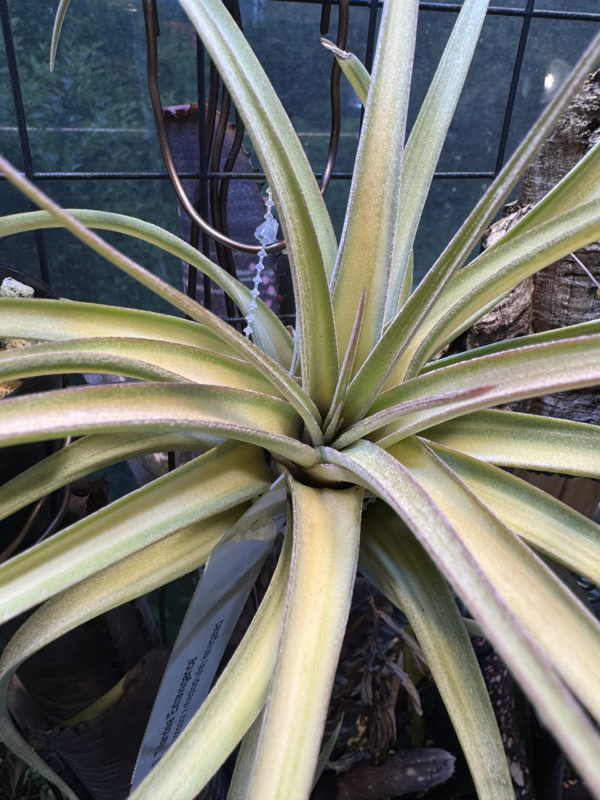 チランジア　エクストラヴァガンス