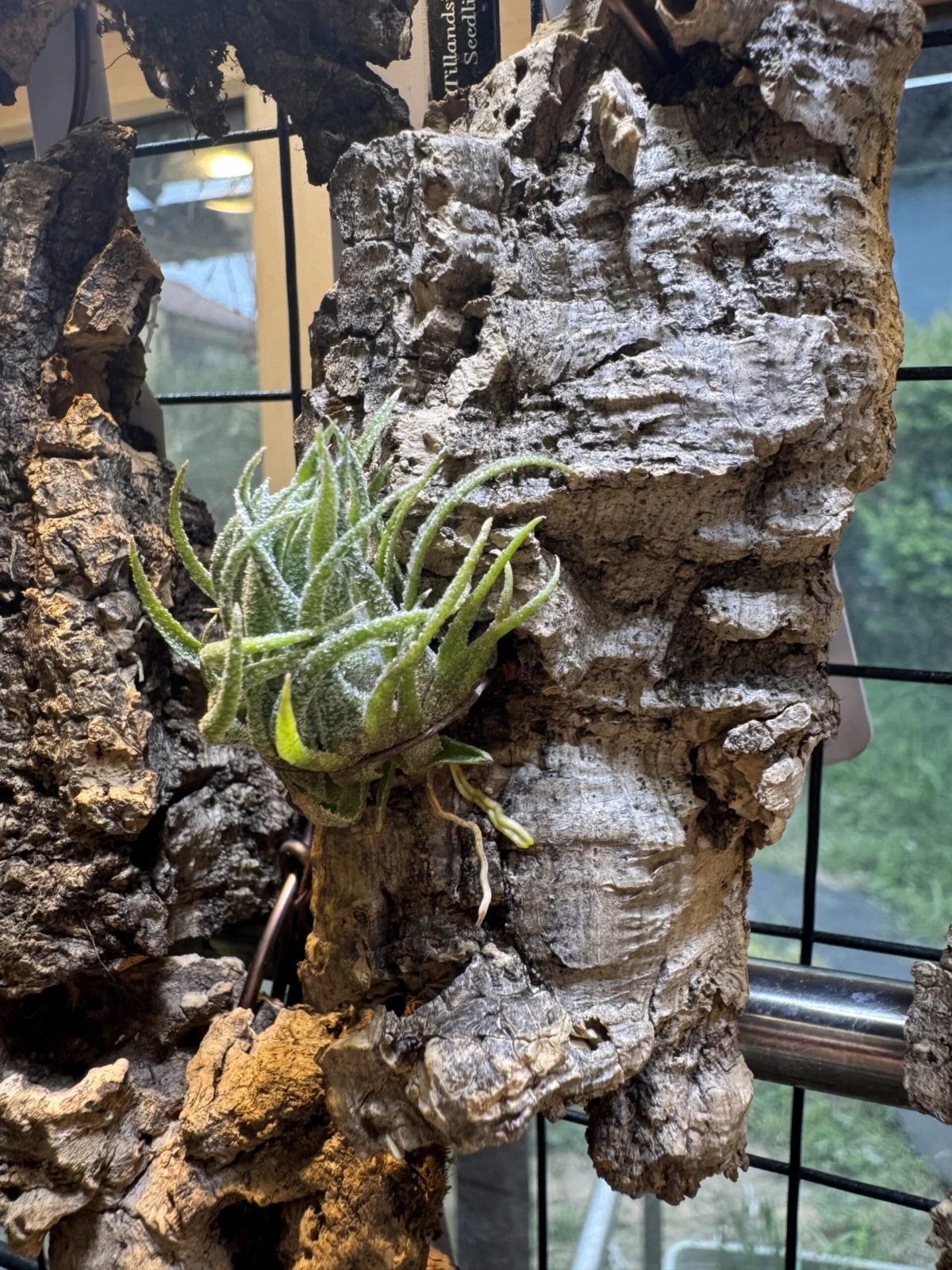 チランジア　スプレンゲリアナ