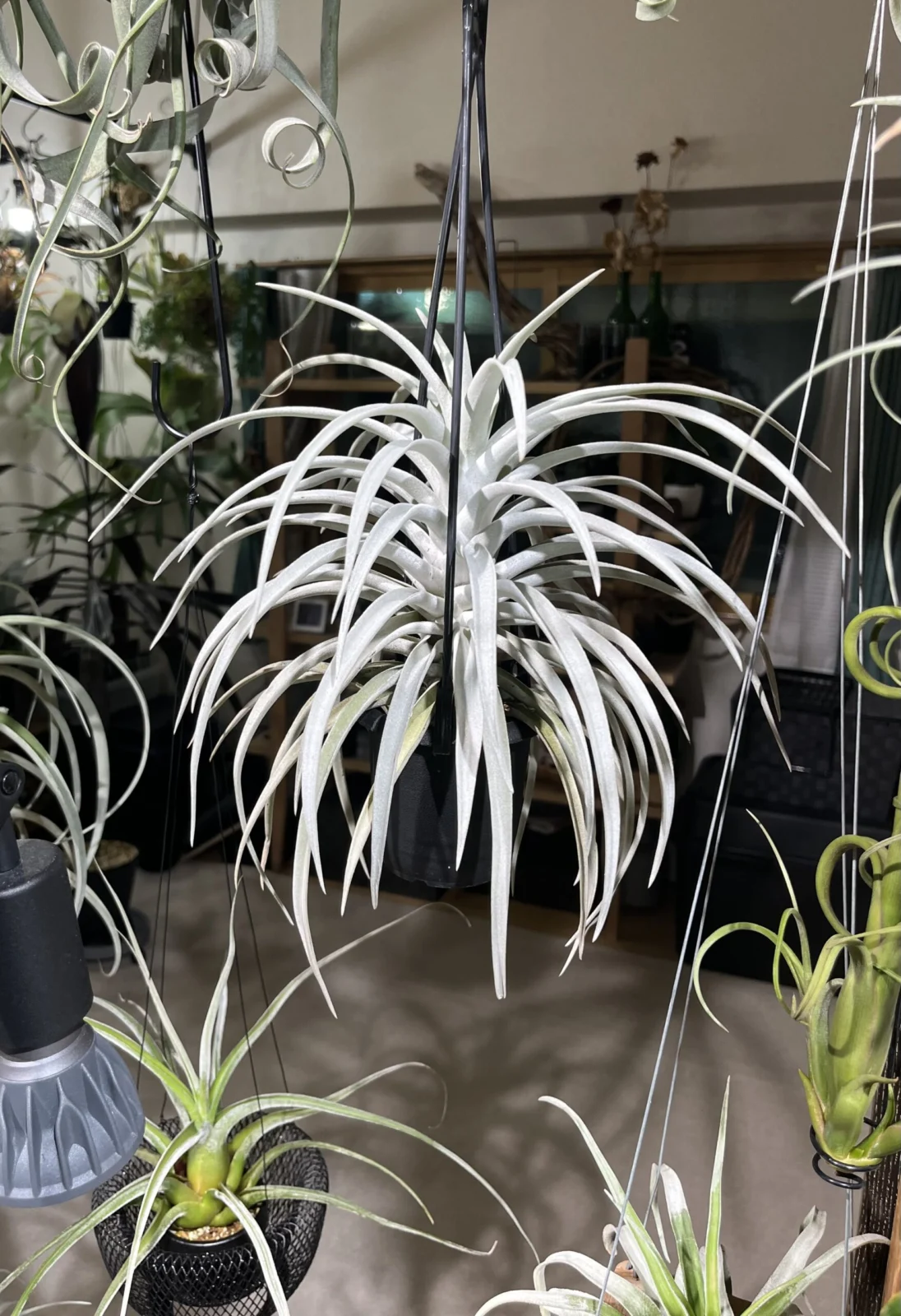 ティランジア　ハリシー