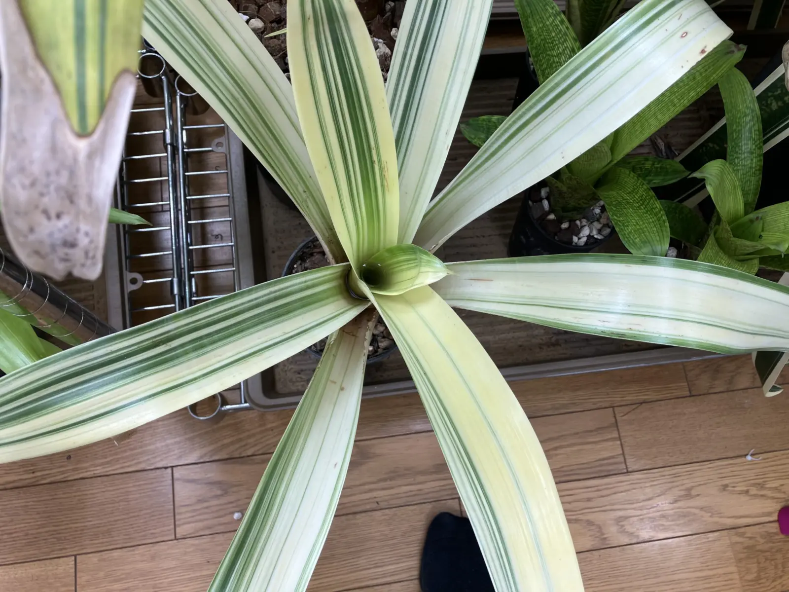 アルカンタレア グラオウジアナ ストリアータ