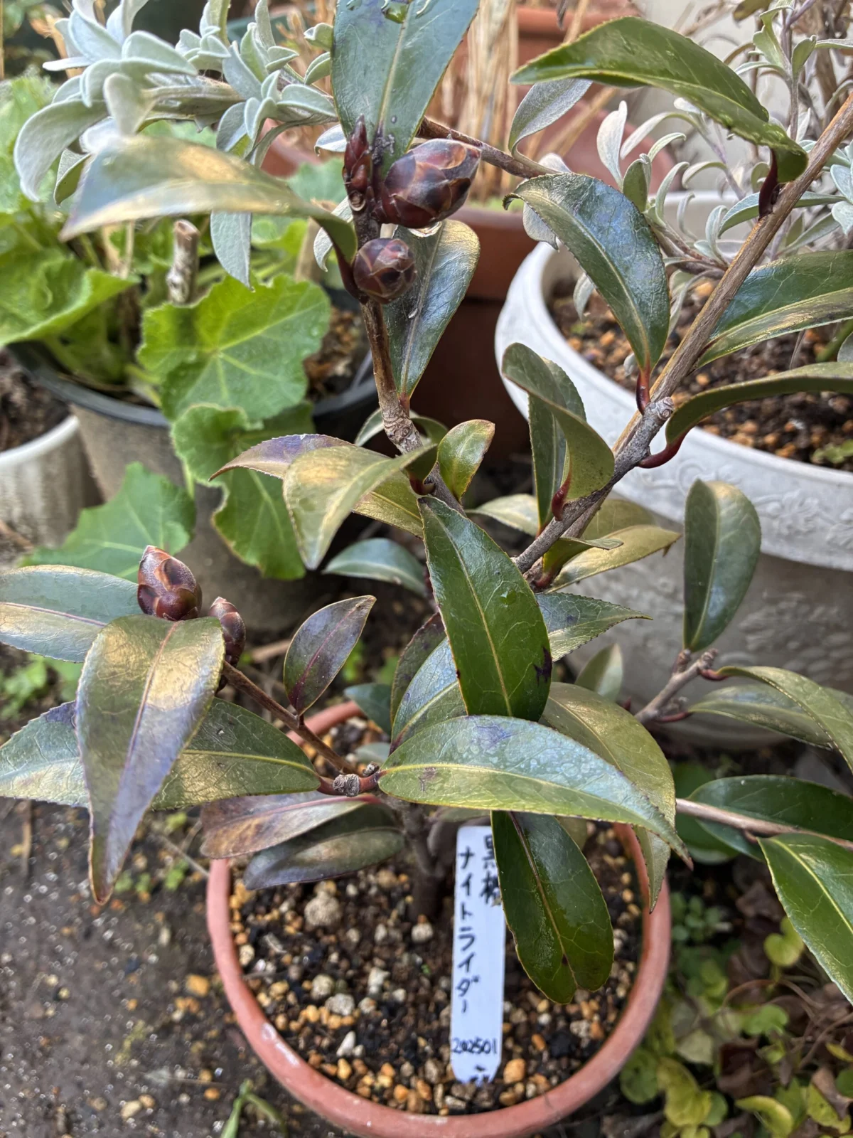 ツバキ　ナイトライダー