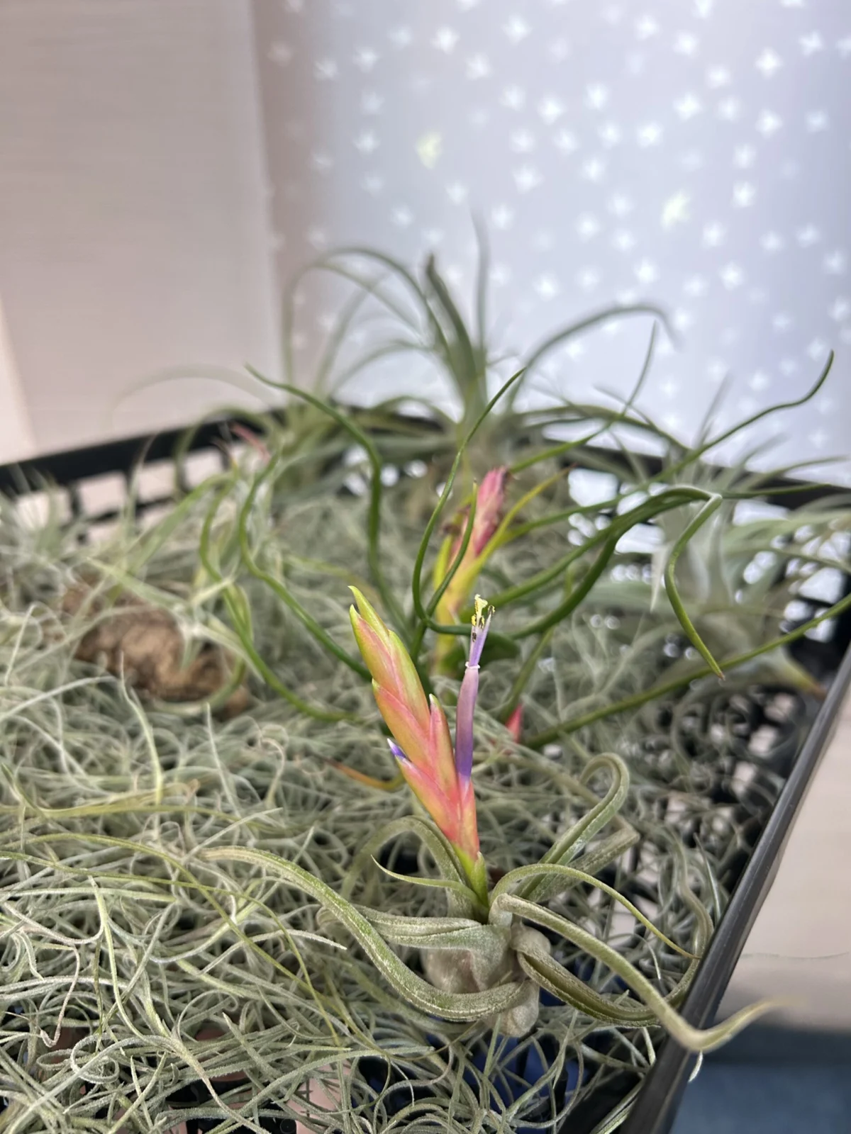 ティランジア　カプトメデューサ