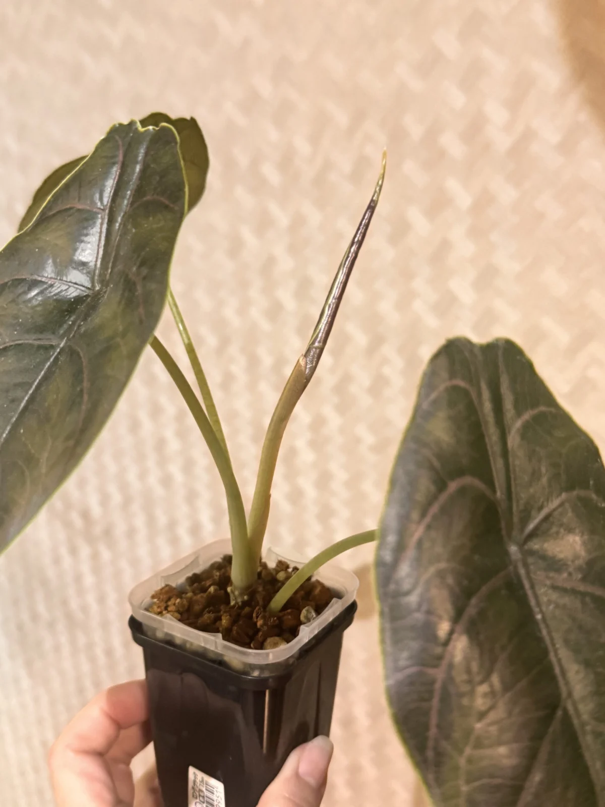 アロカシア アズラニー