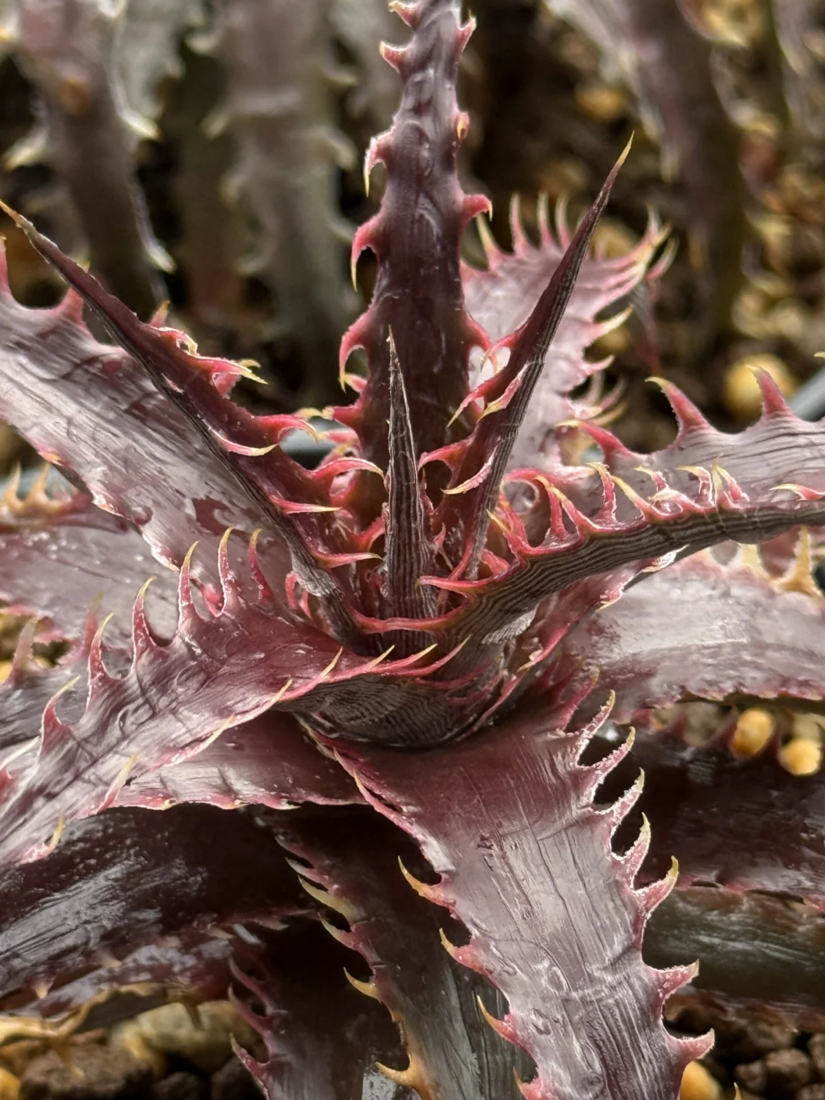 ディッキア ピンクミリピード