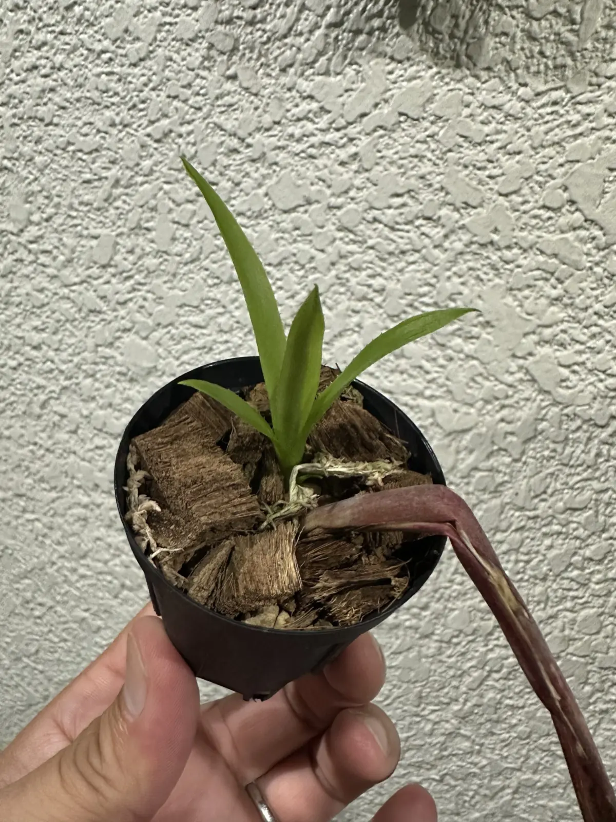 ビルベルギア 不明種