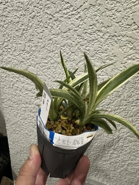 おもと 群雀 ぐんじゃく 万年青 オモト