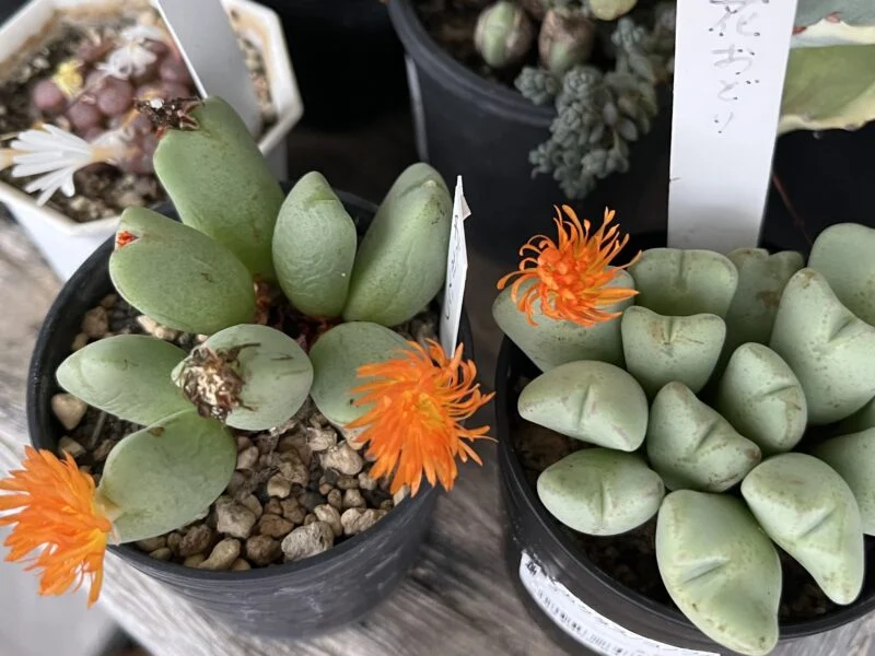 多肉植物 コノフィツム 花おどり 秋おどり 花