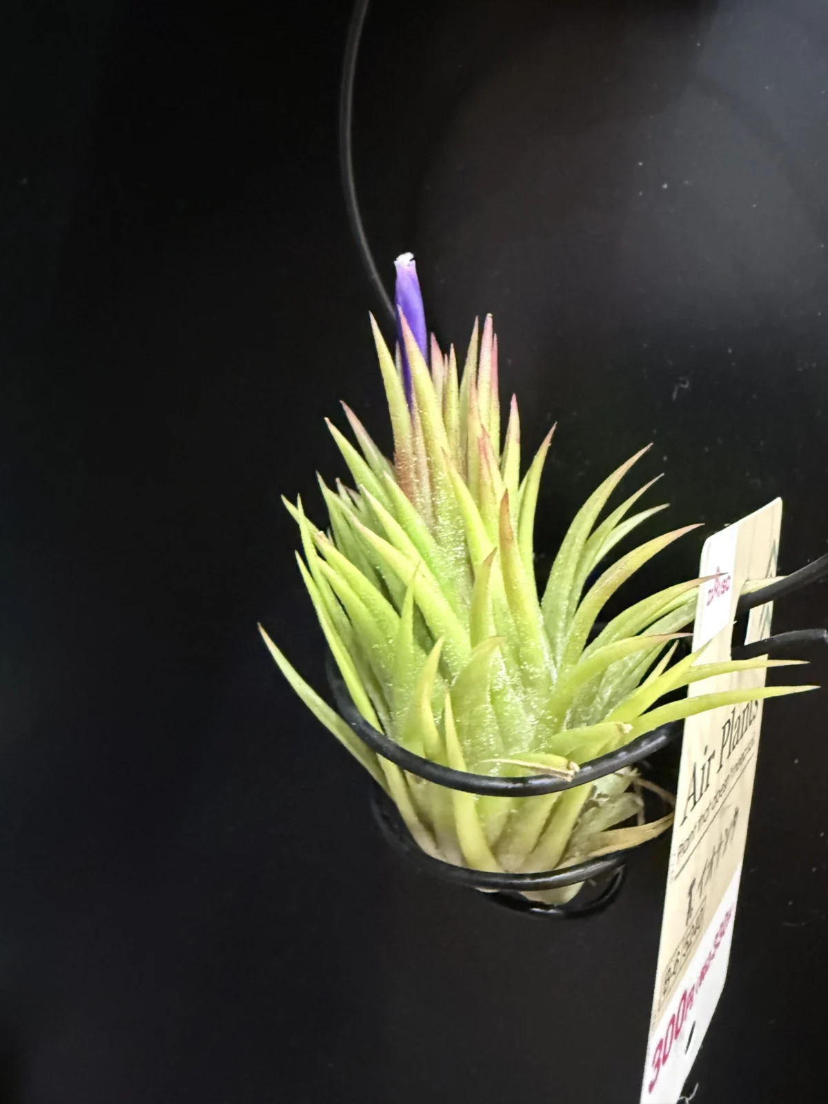 ティランジア イオナンタ ダイソー 花