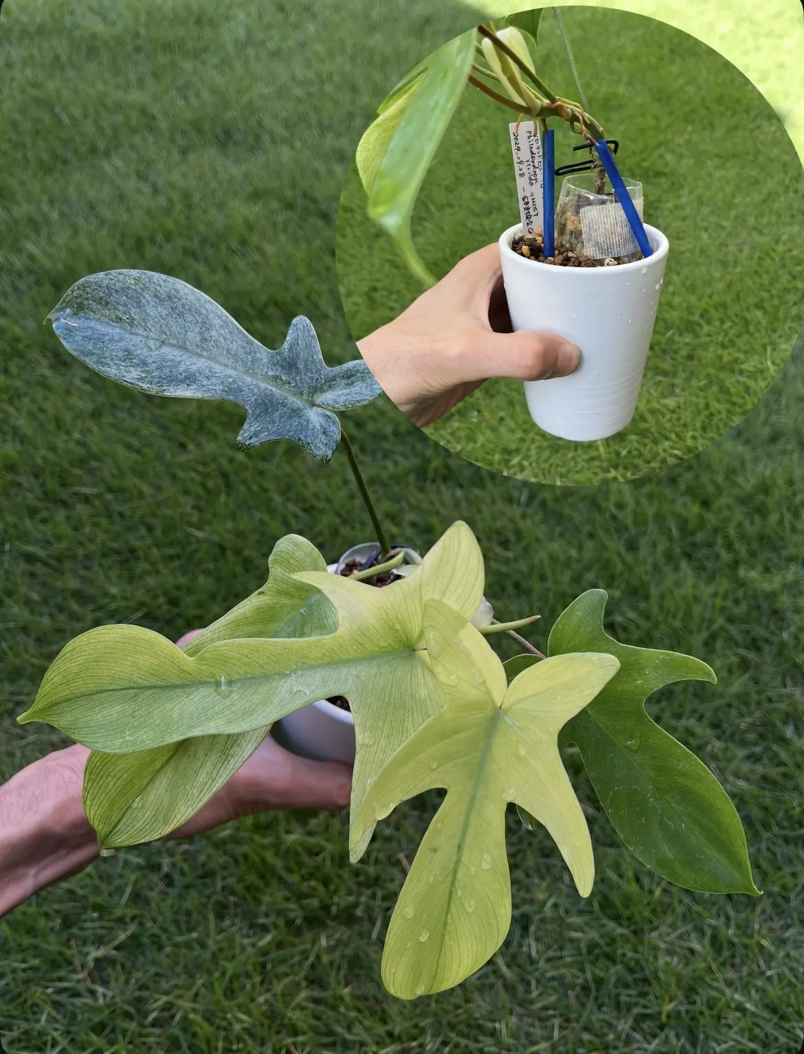 フィロデンドロン フロリダゴースト パルテノン仕立て