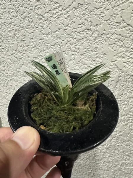 おもと 瑞泉 万年青 オモト ずいせん