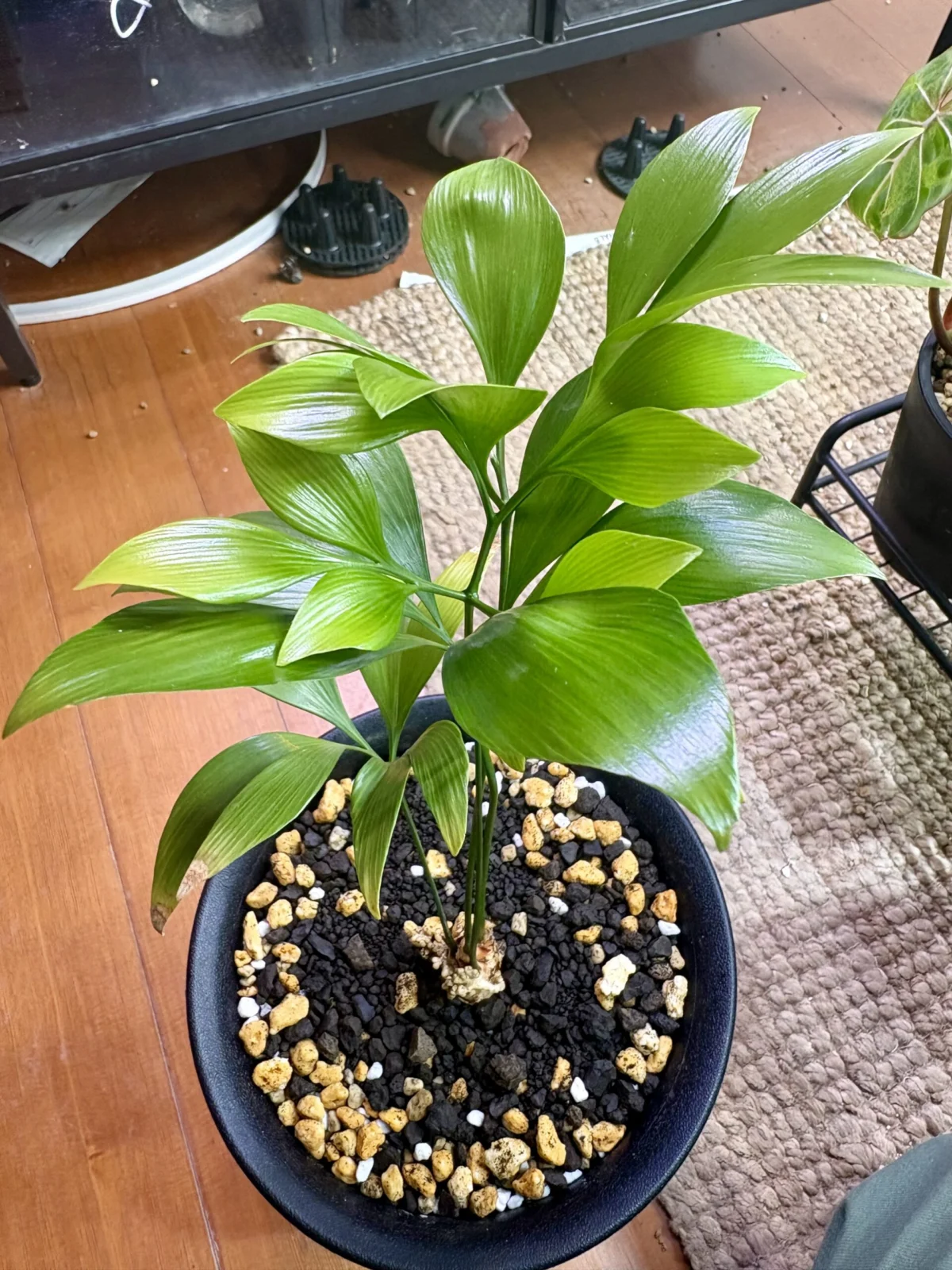 ボウェニア　スペクタビリス