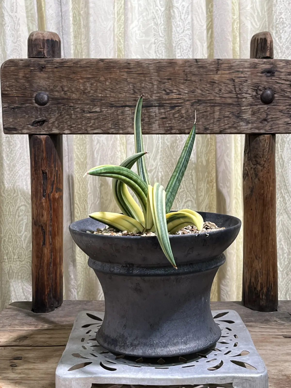 サンセベリア パテンス 斑入り